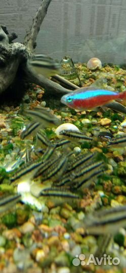Рыбки. Попугайчик-Пельвикахромис пульхер