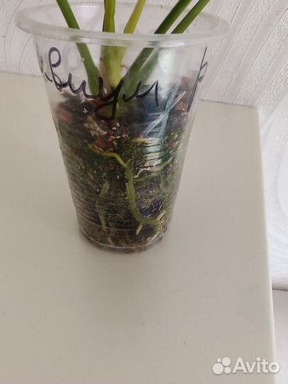 Антуриум Ливиум ред