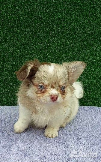 Чихуа мерле голубоглазый мальчик