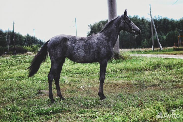 Продам орловскую кобылу