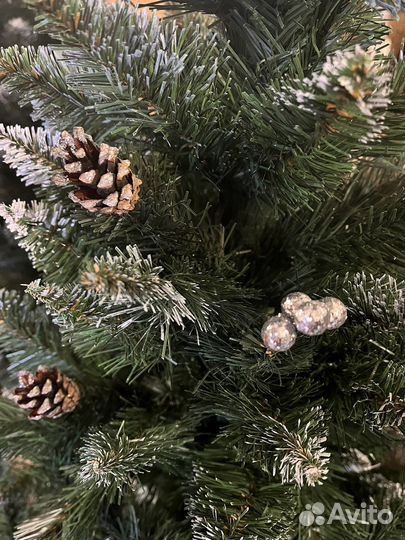 Новые ели (елка сосна ) Беларусь