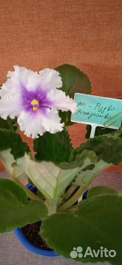 Сортовые фиалки