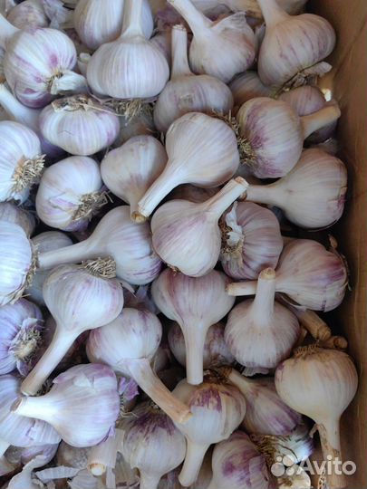 Баклажан, перец, чеснок