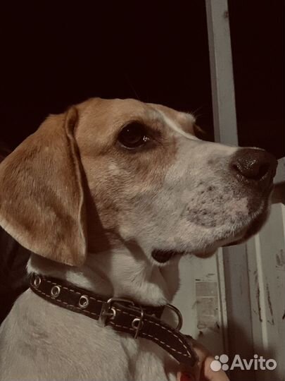 Бигль вязка