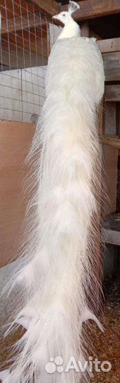 Павлины белые, индийские, павлинята