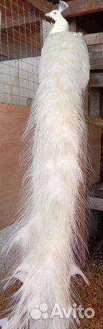 Павлины белые, индийские, павлинята