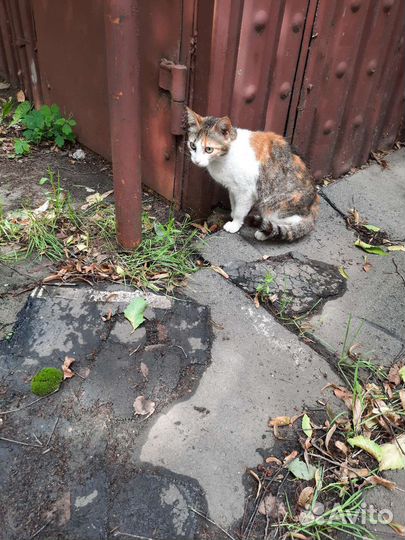 Кошка кошечка