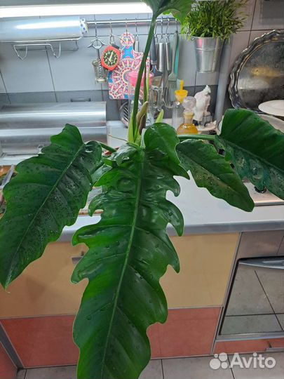 Филодендрон Heppy Эскейп