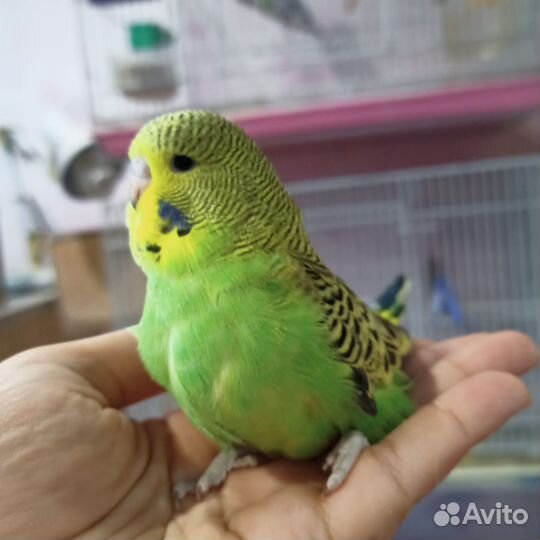 Попугай волнистый выставочный