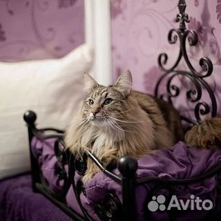 Передержка животных