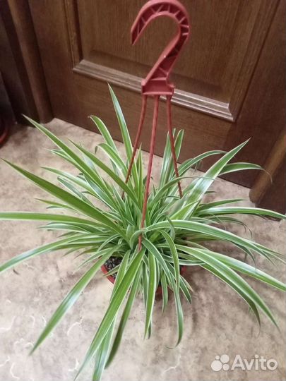 Комнатные растения цветы. Хлорофитум большой