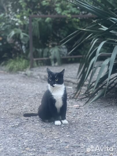 Кот Сладкий зайка