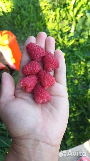 Малина много сортов