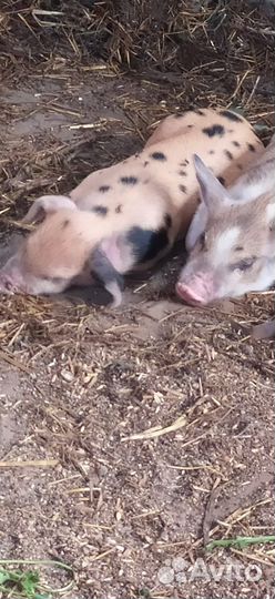 Поросята