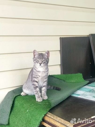 Котята 5 месяцев