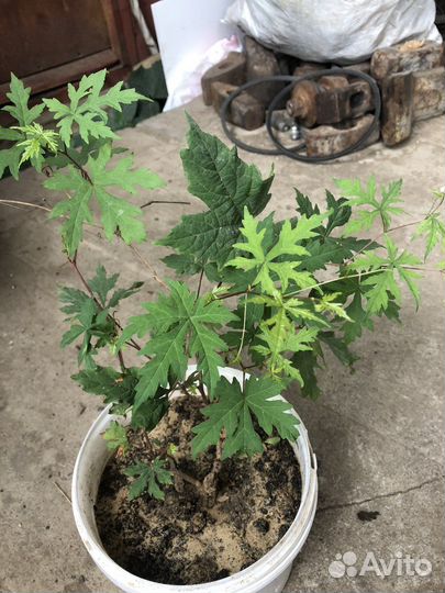 Виноградовник лиана