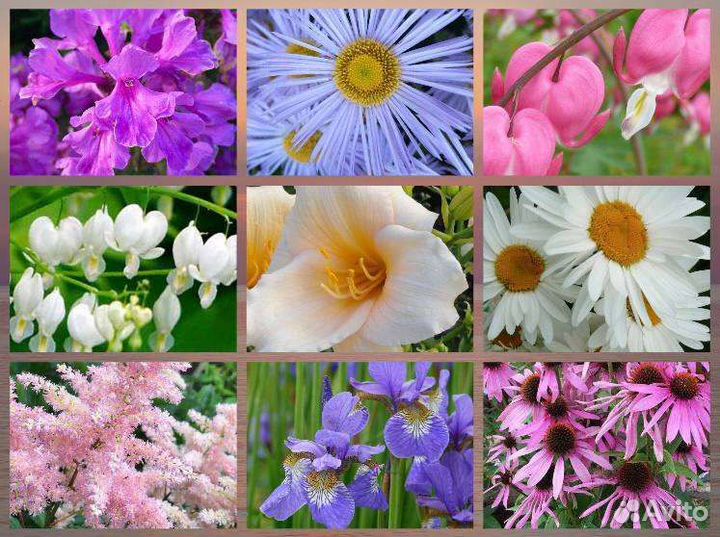 Цветы многолетние