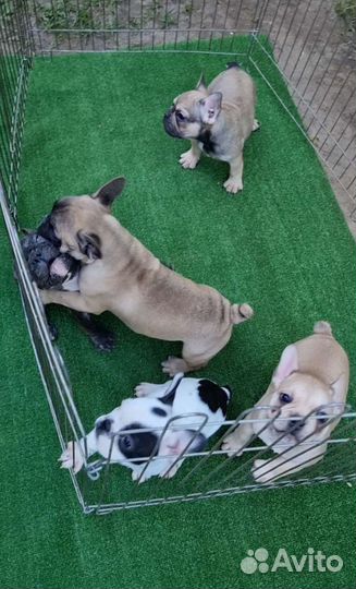 Французская банда