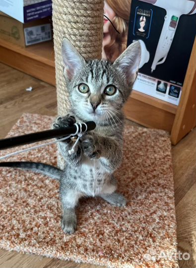 Котята милашки