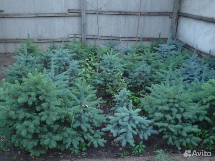 Саженцы ель голубая