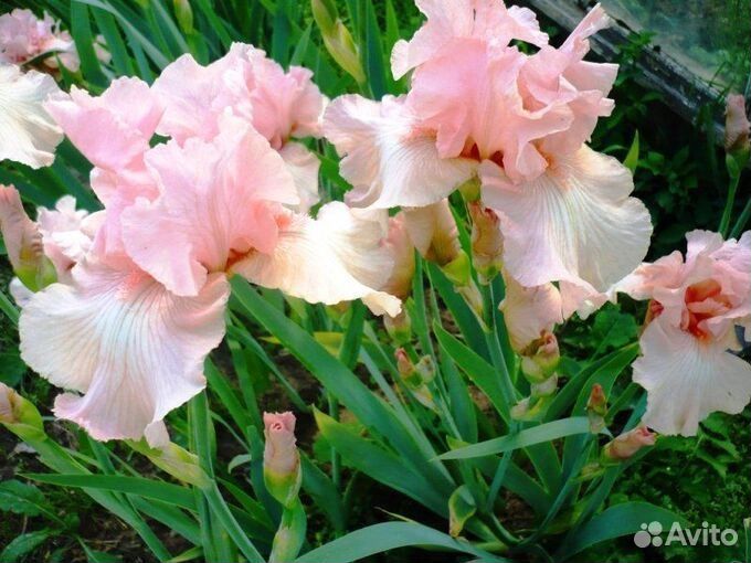 Ирис германский сортовой Беверли Сайлз