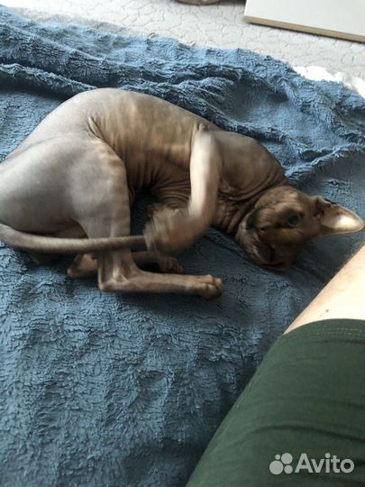 Канадский сфинкс вязка