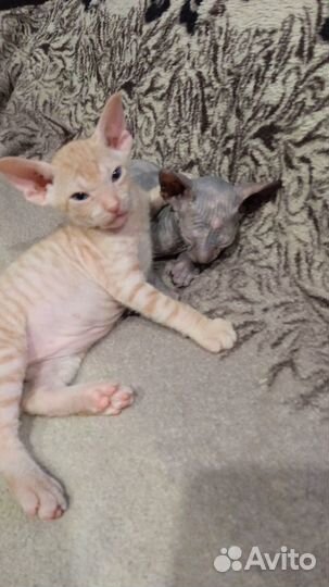 Донской сфинкс