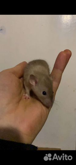 Крысята дамбо корм, поилки