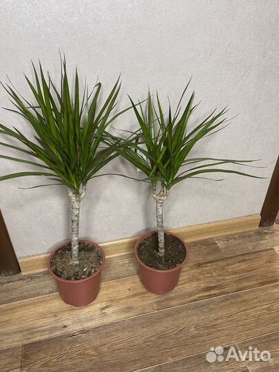 Пальма Драцена комнатные цветы