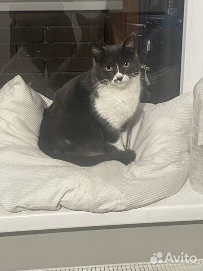 Помогите найти кошечку