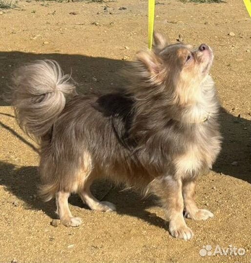 Вязка чихуахуа