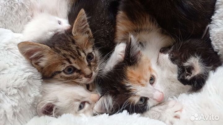 Малыши котятки ищут дом