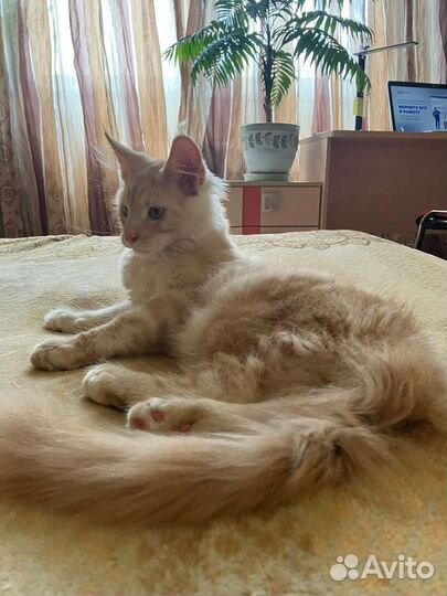 Котенок мейн-кун