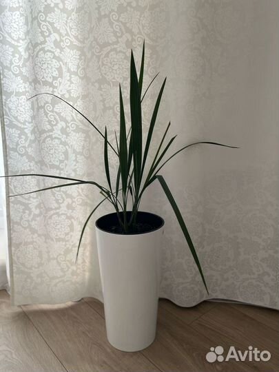 Финиковая пальма