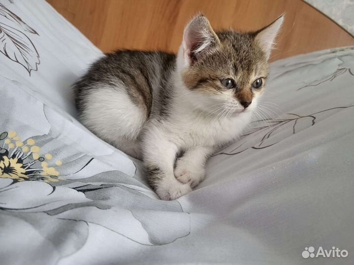 Кошки в добрые руки