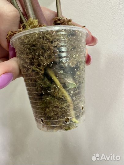 Сингониум клубничный лед