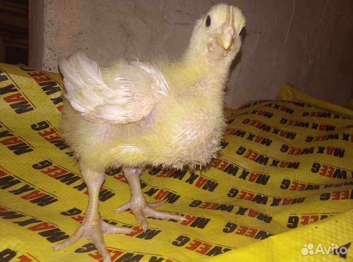 Цыплята, гуси, утки, индюк