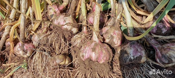 Чеснок сорт Стрелец