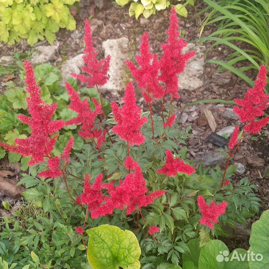 Астильба цветущая