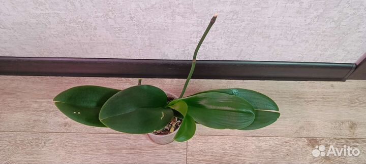 Орхидея фаленопсис