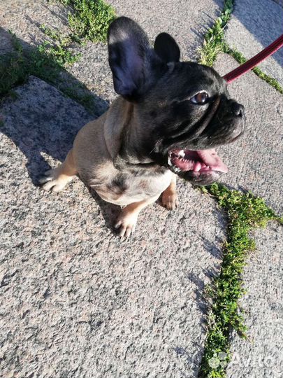 Французский бульдог щенки