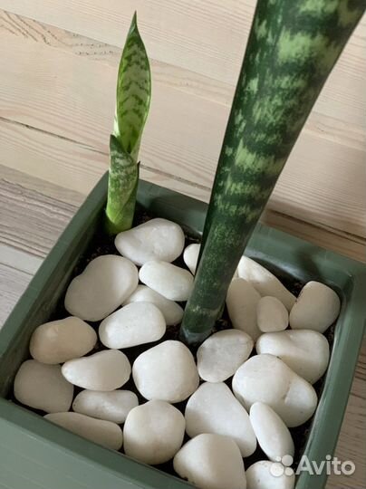 Сансиеверия