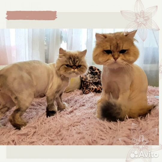 Стрижка кошек - Колпино, Купчино, Рыбацкое