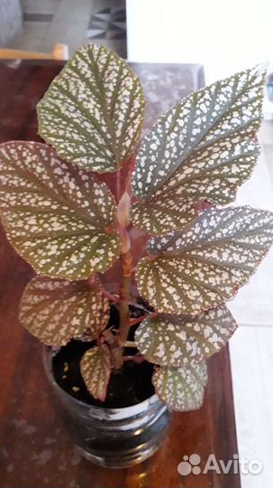 Домашние цветы