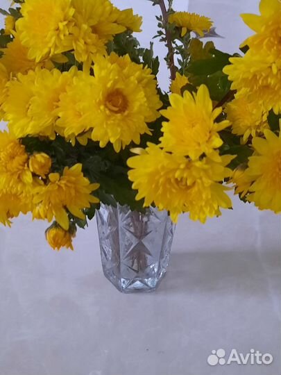 Хризантема срезка