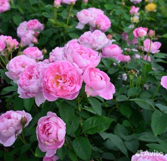 Роза Мери Роуз. Саженцы