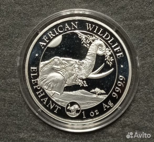 Сомали 2023 Африканская природа Слон Серебро