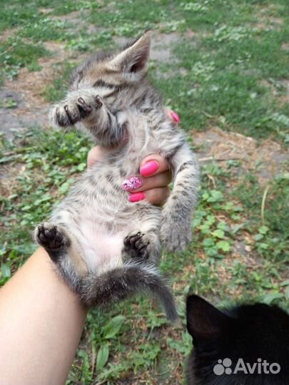 Котята породистые бесплатно смесь