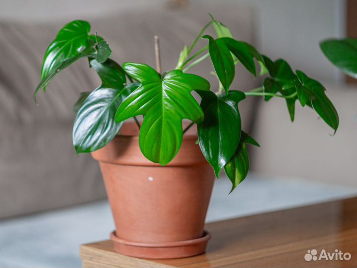 Филодендрон гитаровидный