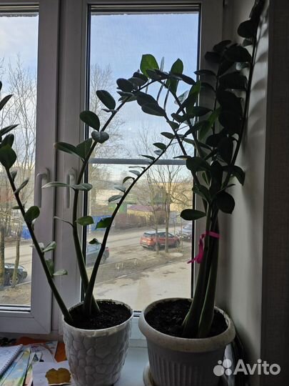 Замиокулькас